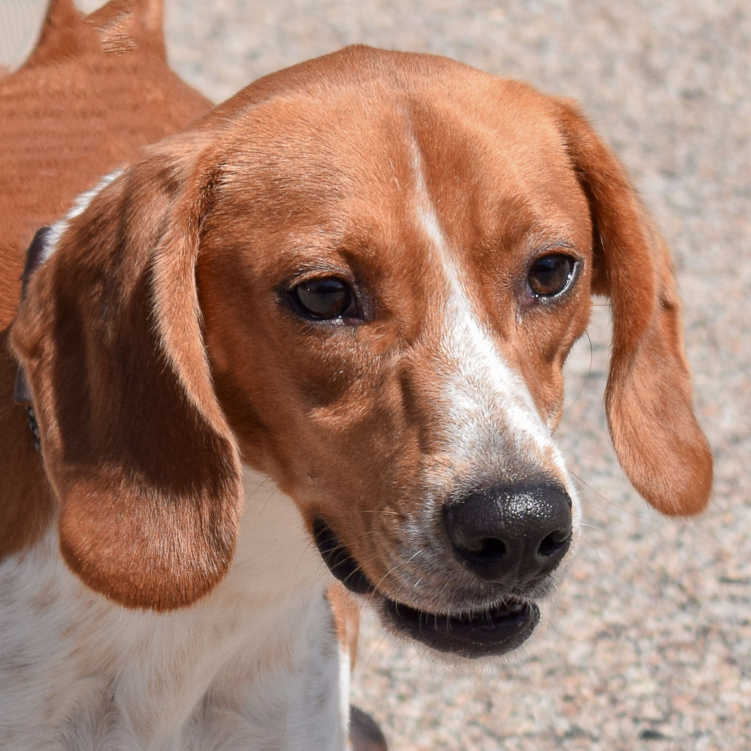 Copper beagle deals