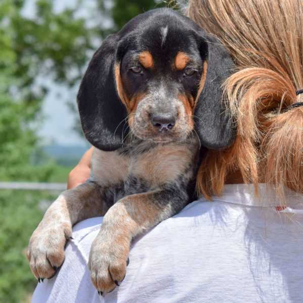 Whinny - Animal House Shelter