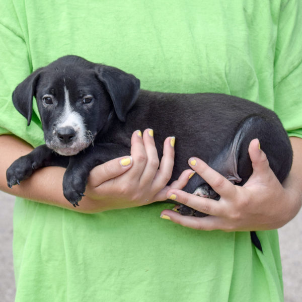 Gomer - Animal House Shelter