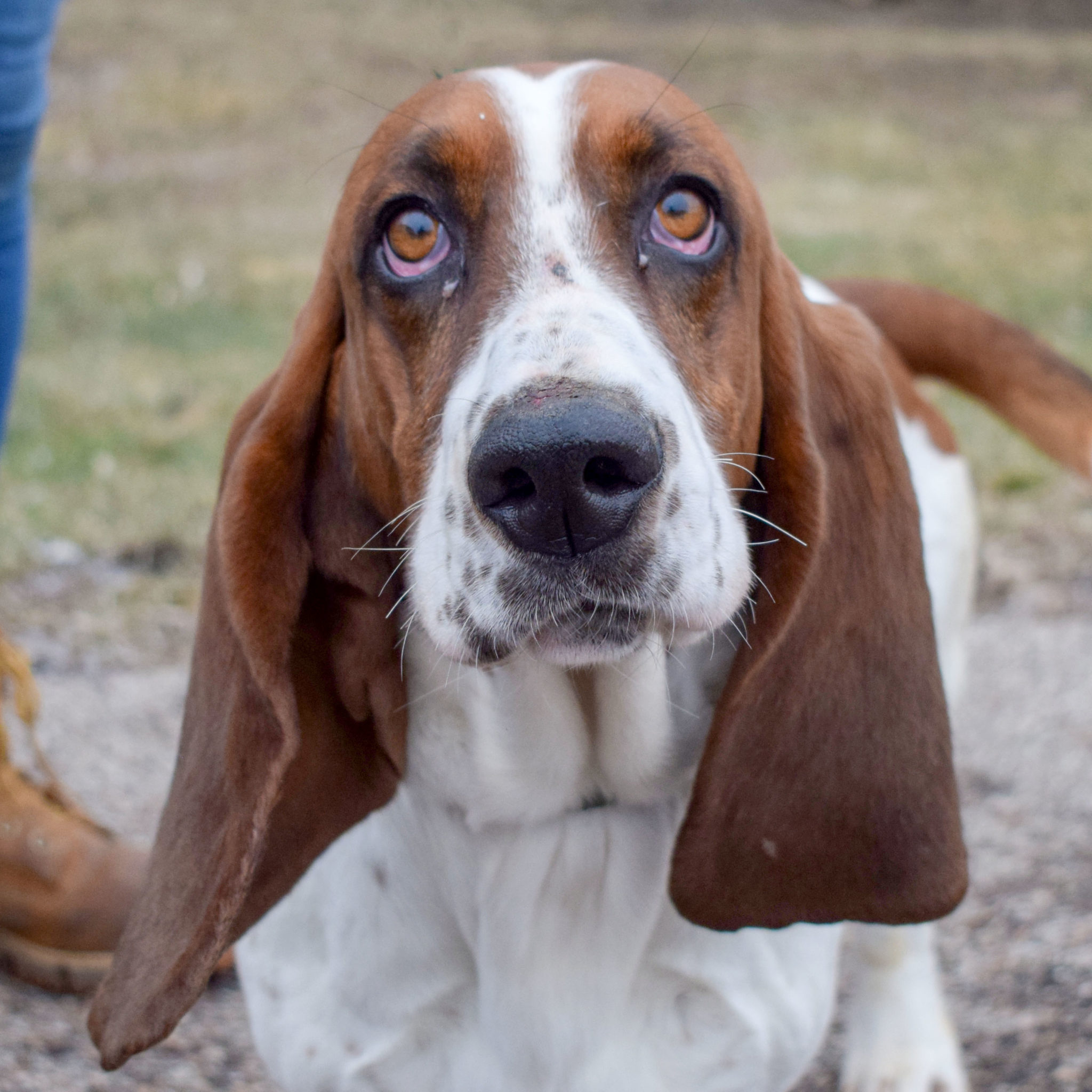 Alfred - Animal House Shelter