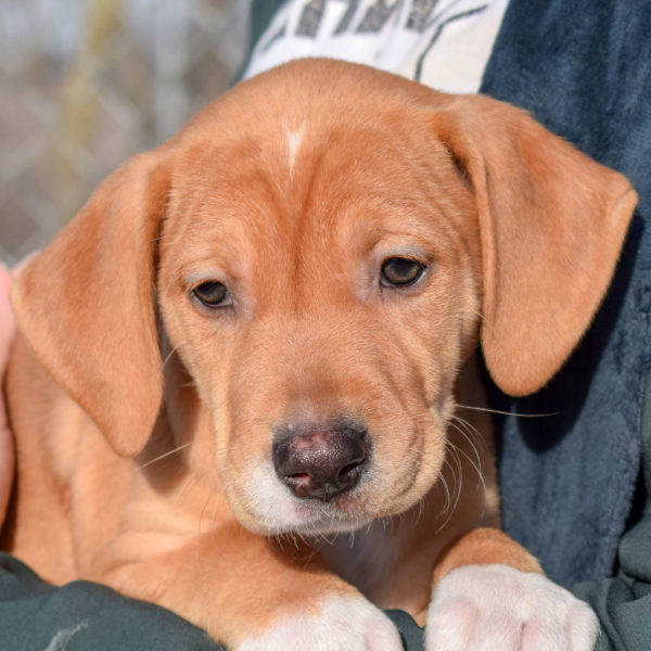 Malibu - Animal House Shelter