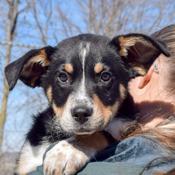 O'Connor - Animal House Shelter