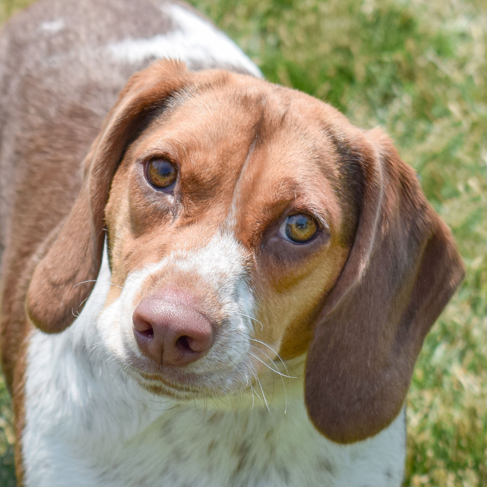 Bella Lou - Animal House Shelter