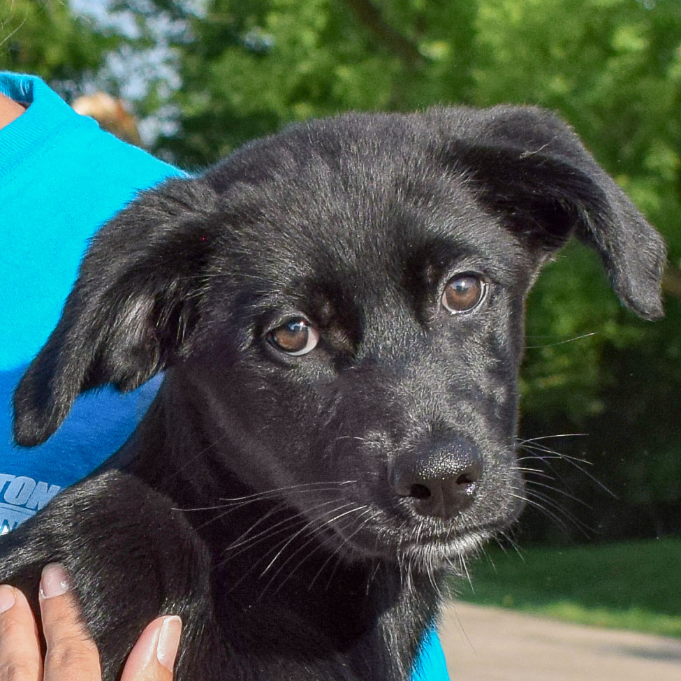 Salem - Animal House Shelter