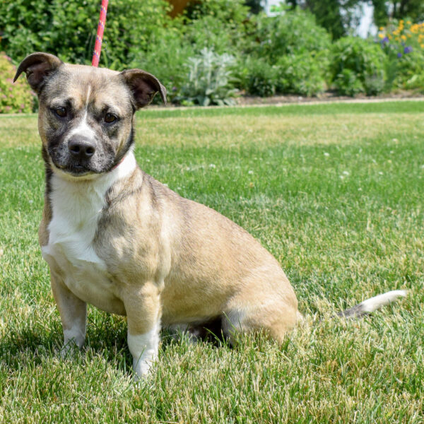 Toby Animal House Shelter