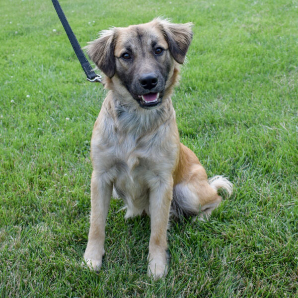 Boone Animal House Shelter