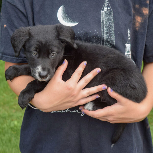 Denver - Animal House Shelter