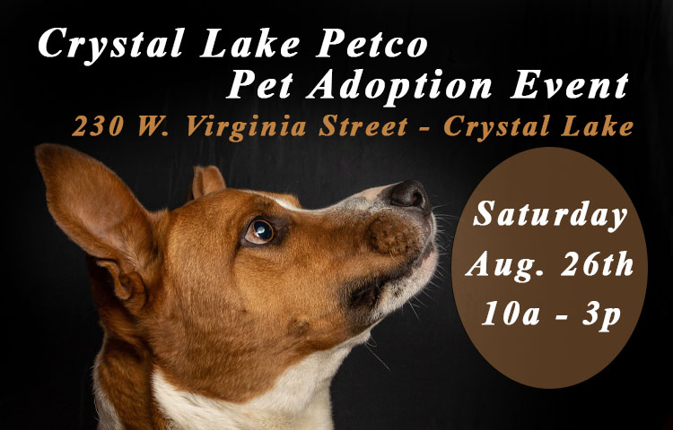 Petco pet hot sale adoptions today