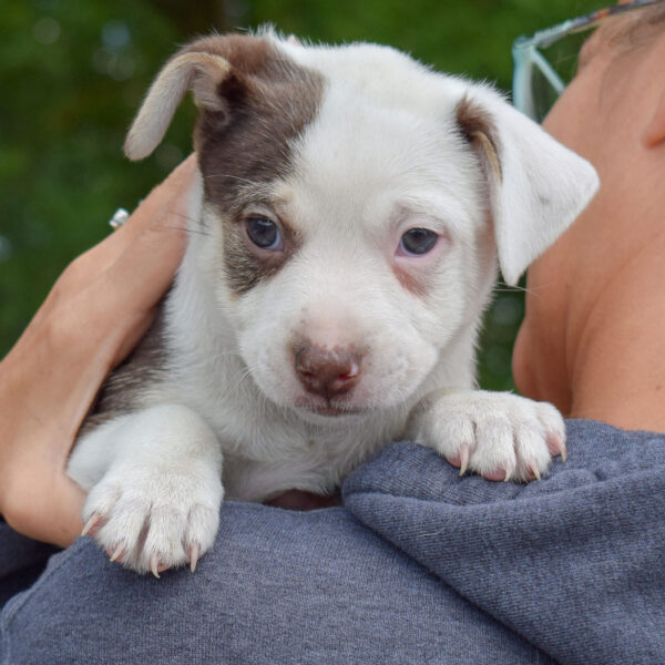 Larry - Animal House Shelter