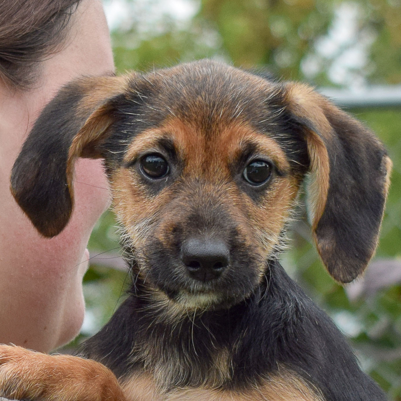 Dolly - Animal House Shelter