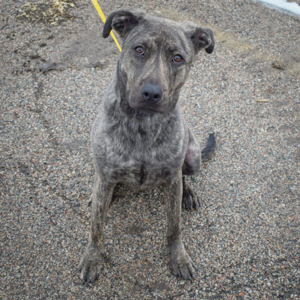 Grover - Animal House Shelter