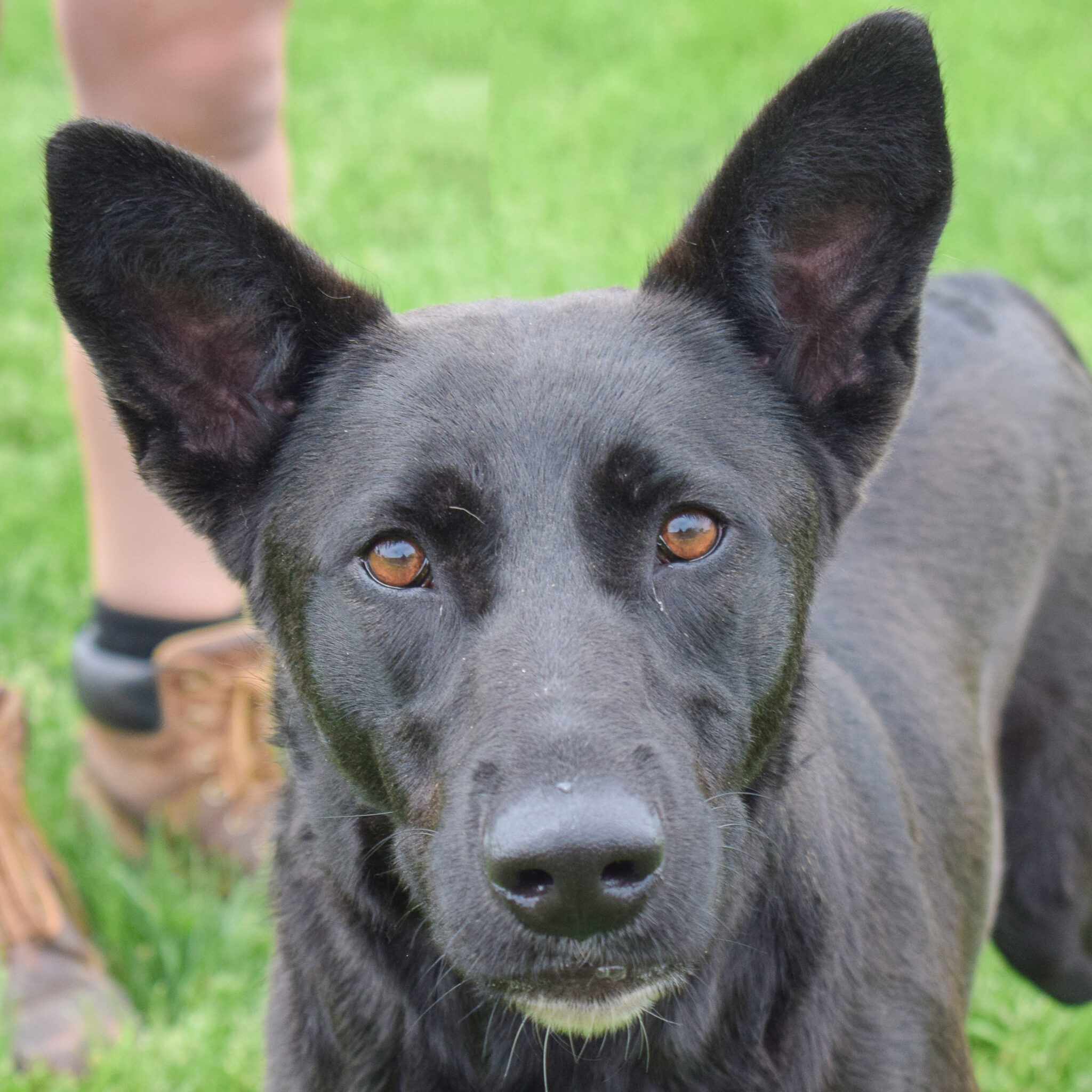 Iowa - Animal House Shelter