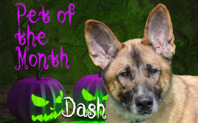 October 2024 Pet of the Month