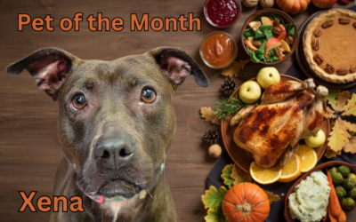 November 2024 Pet of the Month