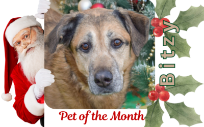 December 2024 Pet of the Month