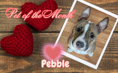 February 2025 Pet of the Month