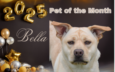 January 2025 Pet of the Month